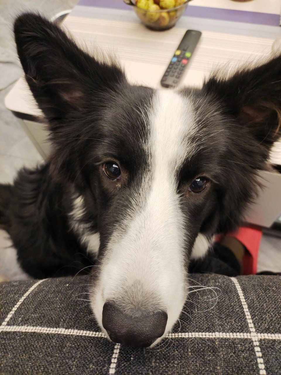 以前也不觉得网红狗狗们有多好看.