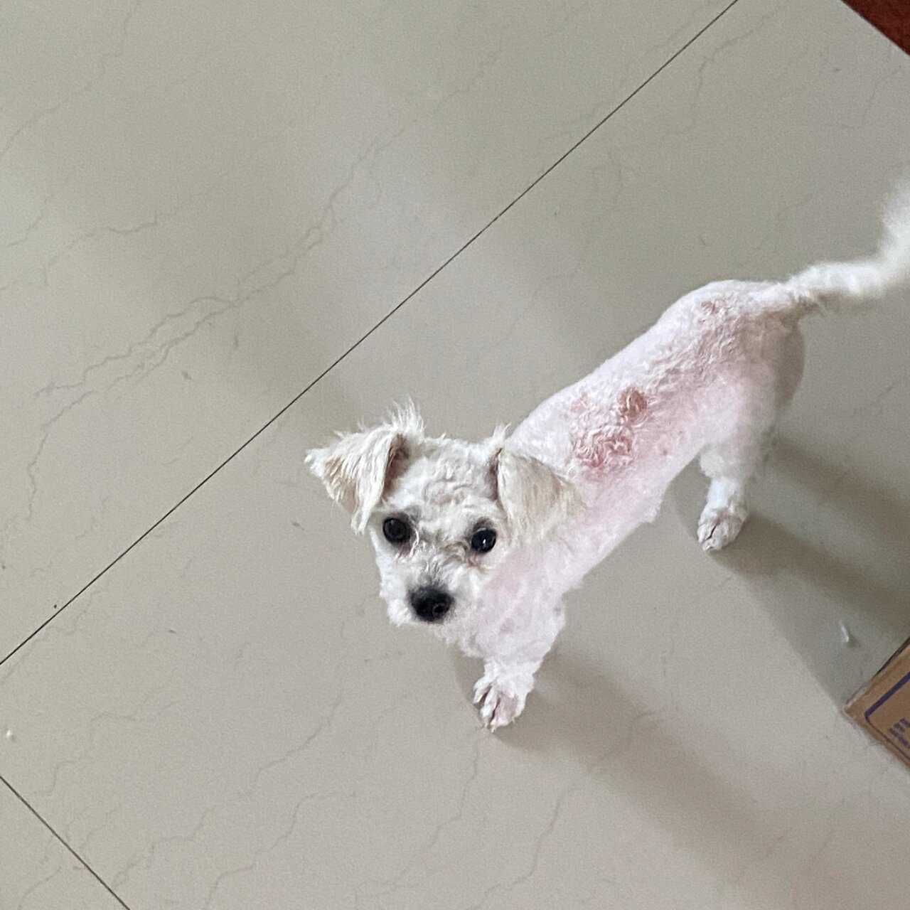 小比熊剃毛后的长毛历程～ 因为皮肤病剃掉的胎毛 三个月不到的时间