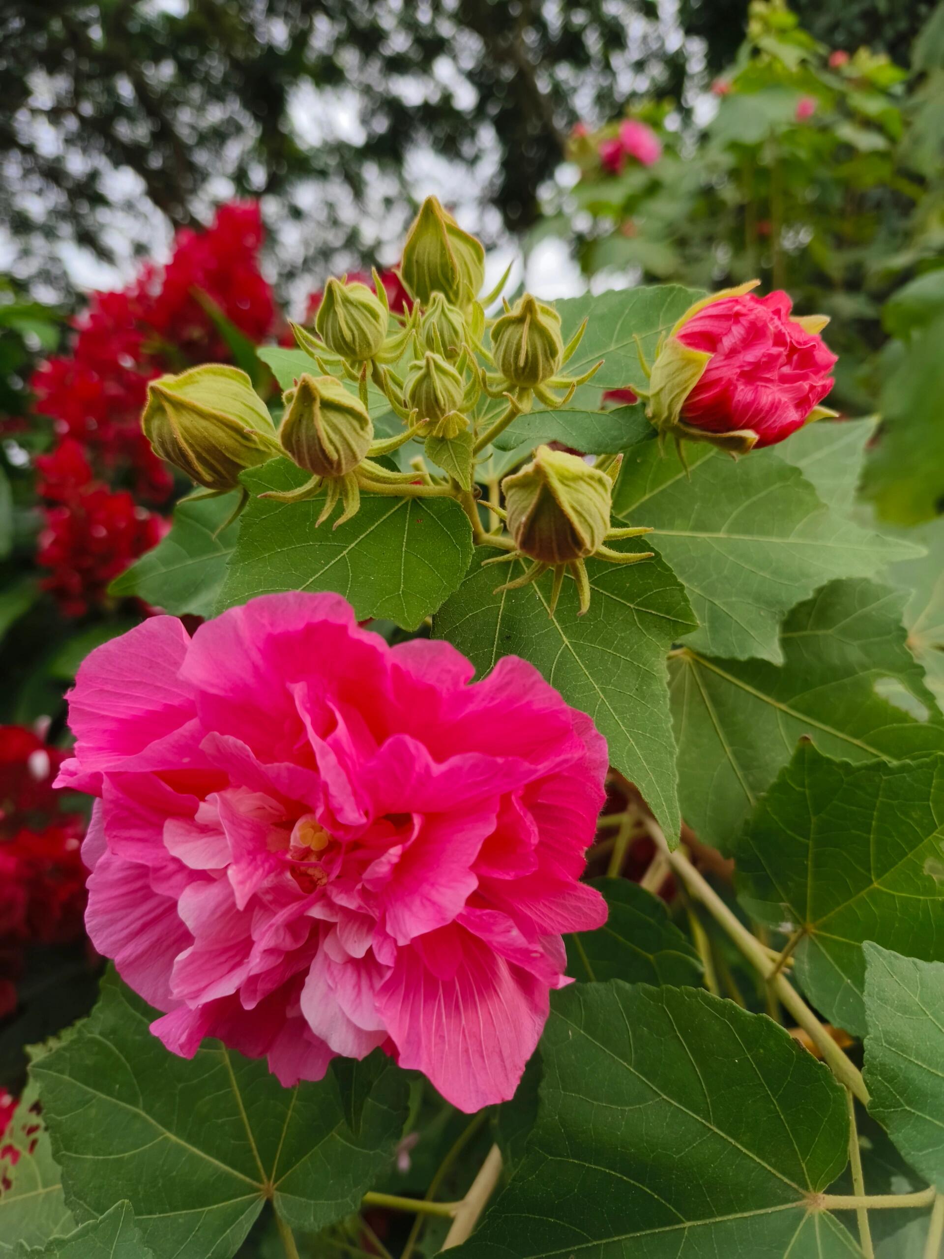 每天认识一种植物025 | 木芙蓉