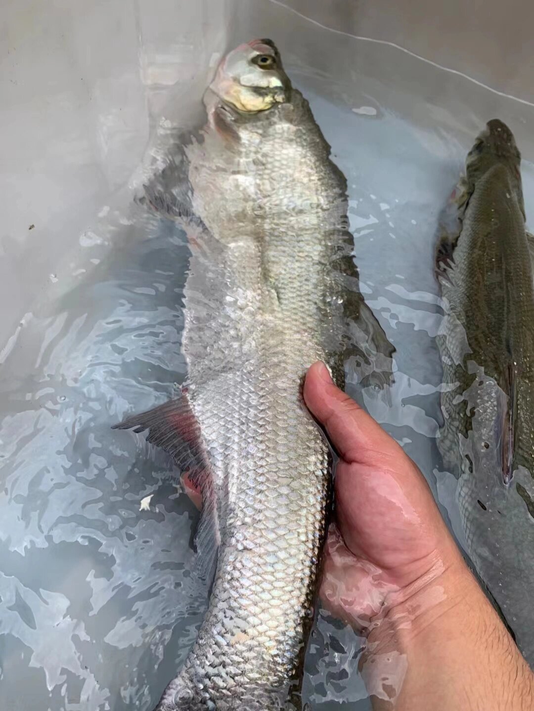 万绿湖最嫩的鱼,入口即化,回味无穷