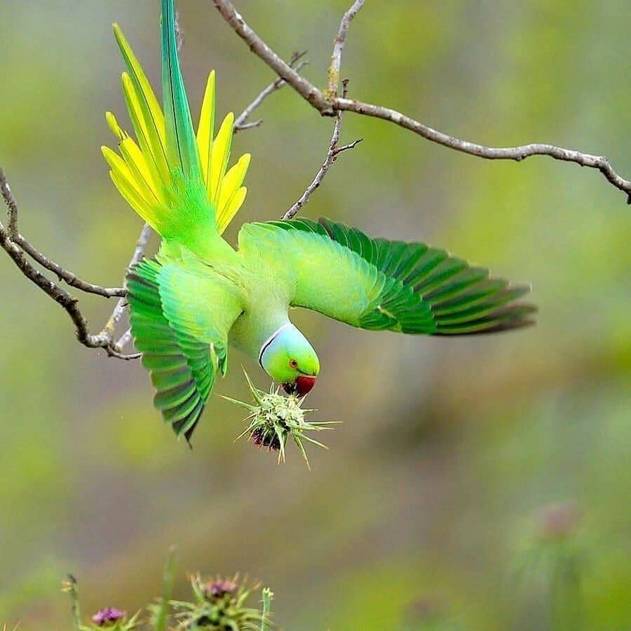 玫瑰环颈鹦鹉 #保护动物# #鸟类# #观鸟