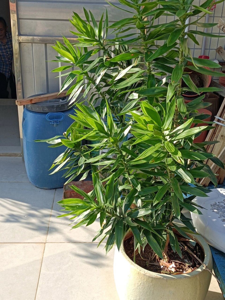 它叫百合竹,别名富贵竹.