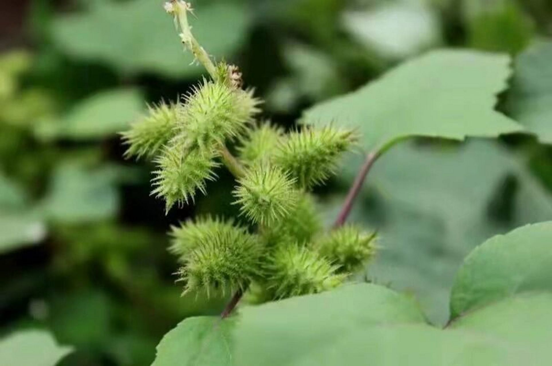 苍耳 苍耳9797(学名:xanthium sibiricum patrin ex widder)是