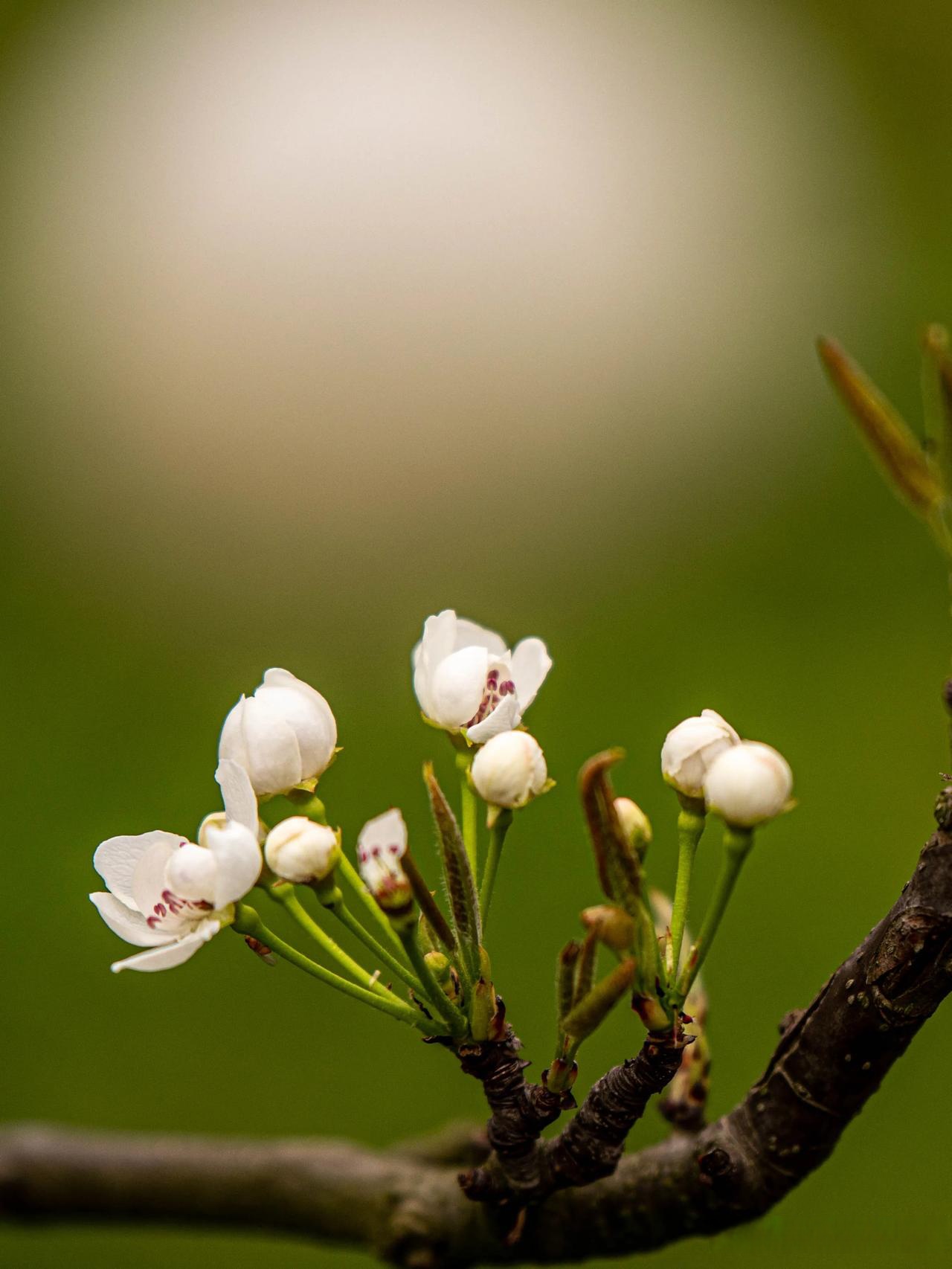 分享一张关于春天的照片吧友友们来看梨花 一树梨花独自开 好姐妹赏
