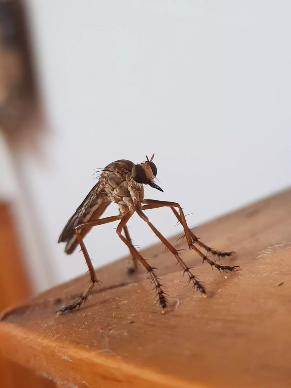 蚊子种类 巨型图片