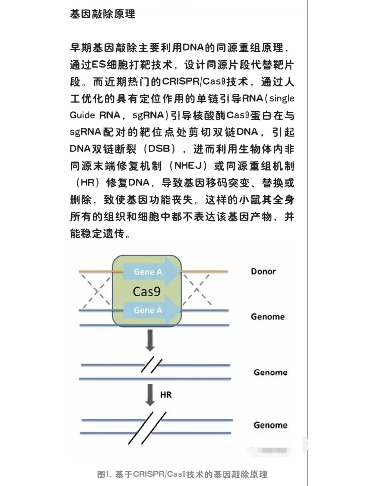 带你走进基因敲除小鼠的一生99