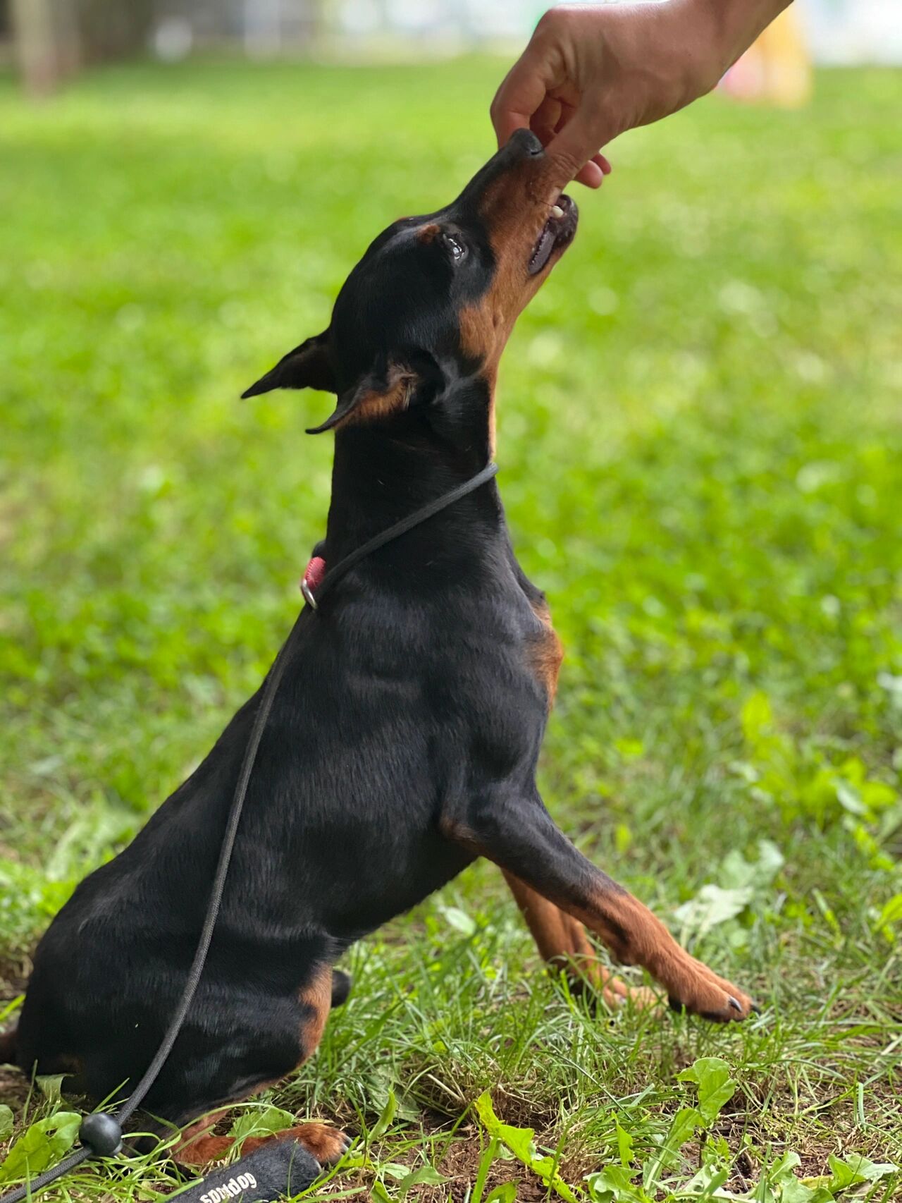 迷你杜宾(mini宾莎犬)不要错以为是吉娃娃哟