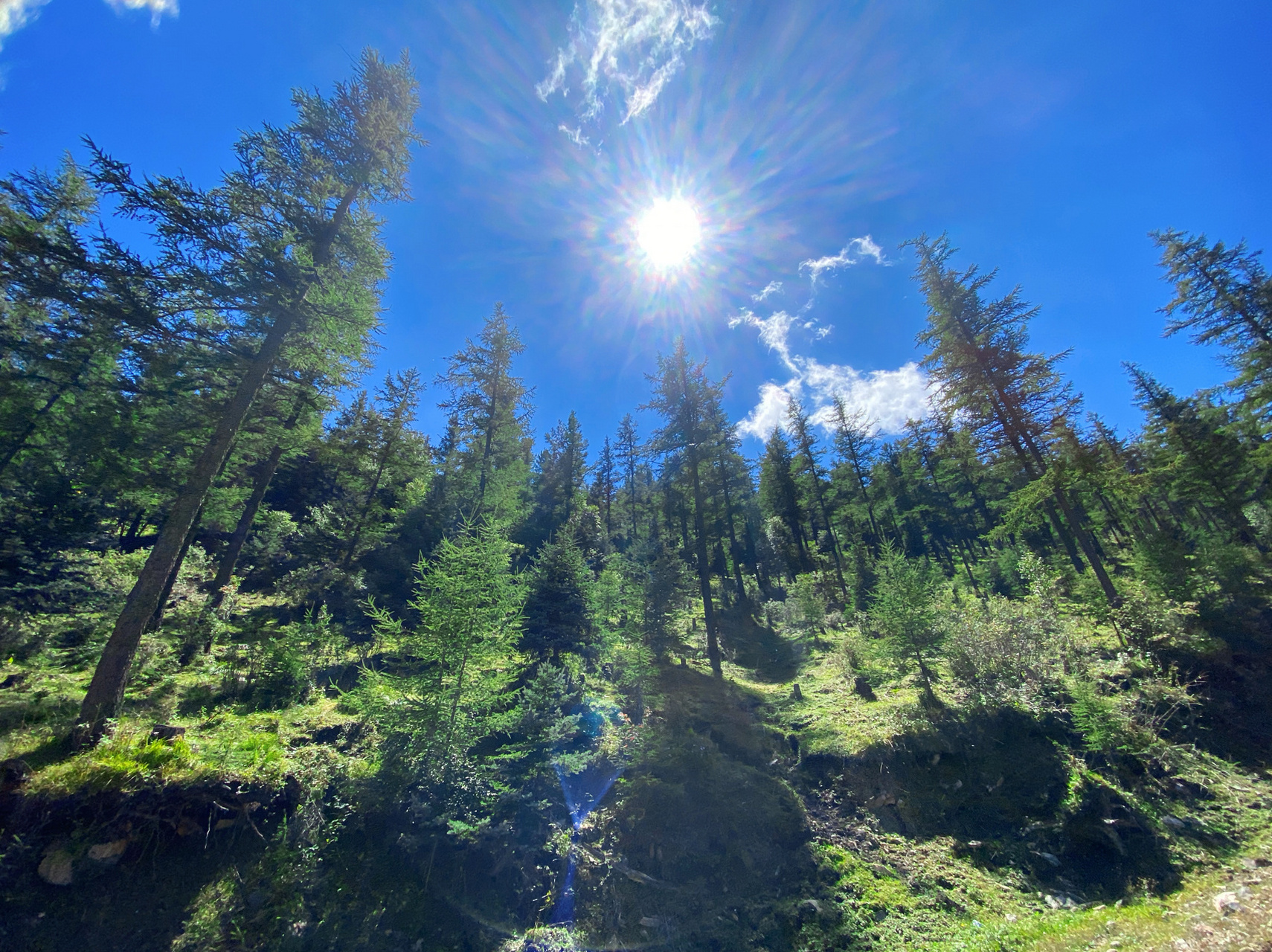 原生態的森林 位於婁煩的雲頂山 開車從太原出發兩個半小時即可到達