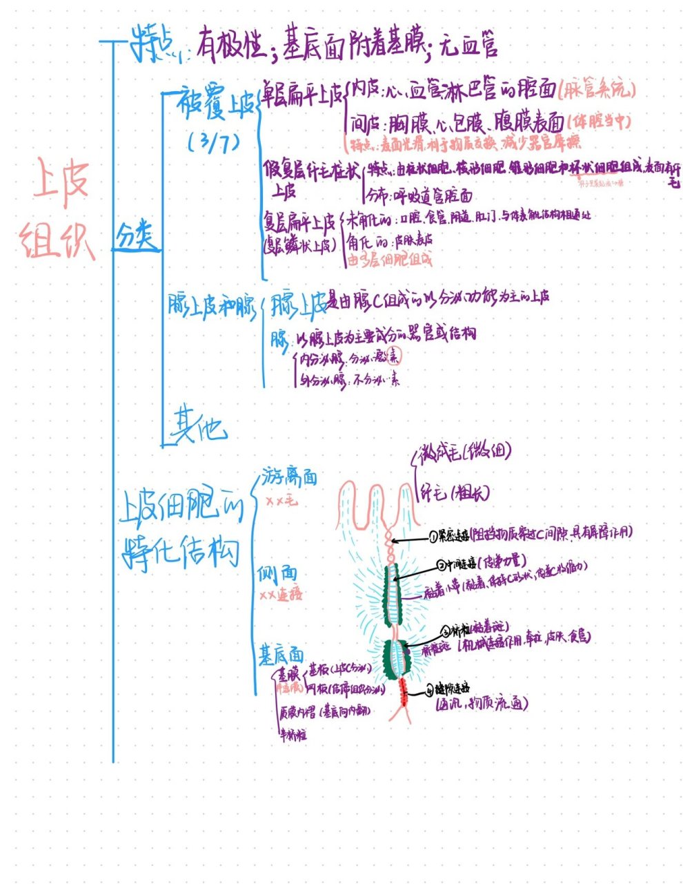 上皮组织思维导图简单图片