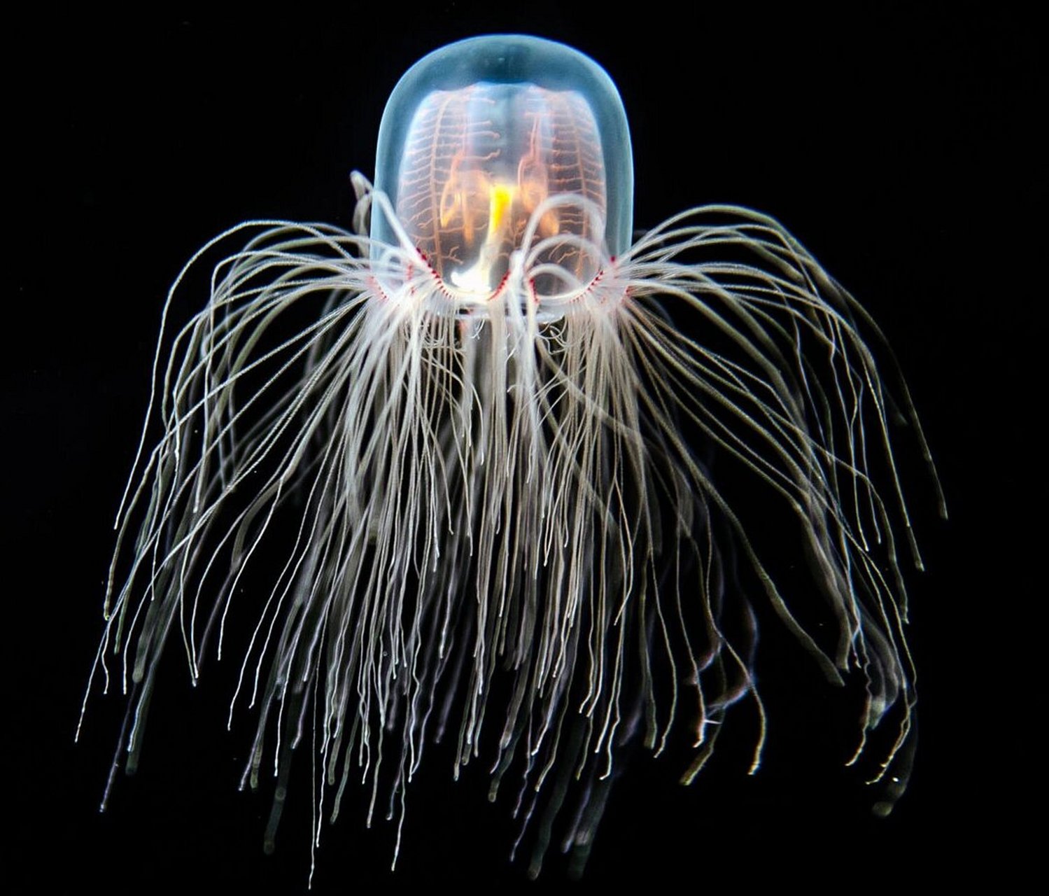 灯塔水母 | 拥有"返老还童"能力的水母 🌊 fantasea·奇妙海洋 	 41