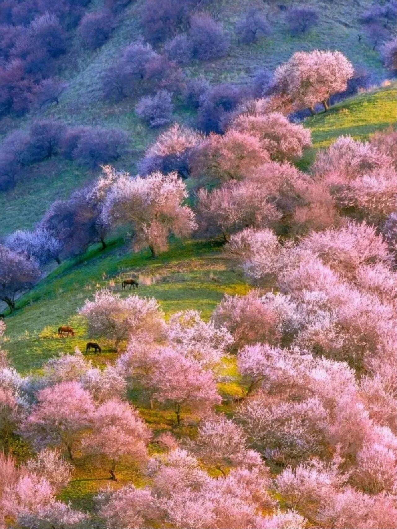 97新疆伊犁|为期七天的野杏花|吐尔根