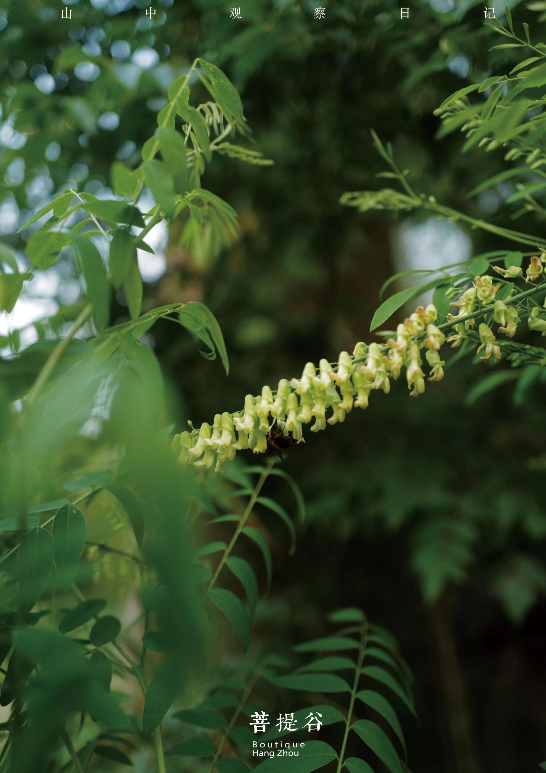 每天认识一种山间植物|山槐