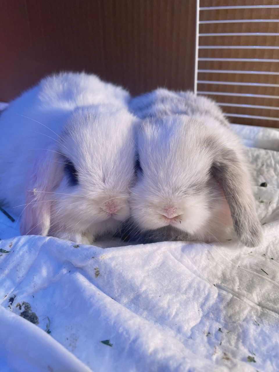 一,荷兰垂耳兔寿命 一般兔子的寿命是10年左右,而荷兰垂耳兔的寿命有