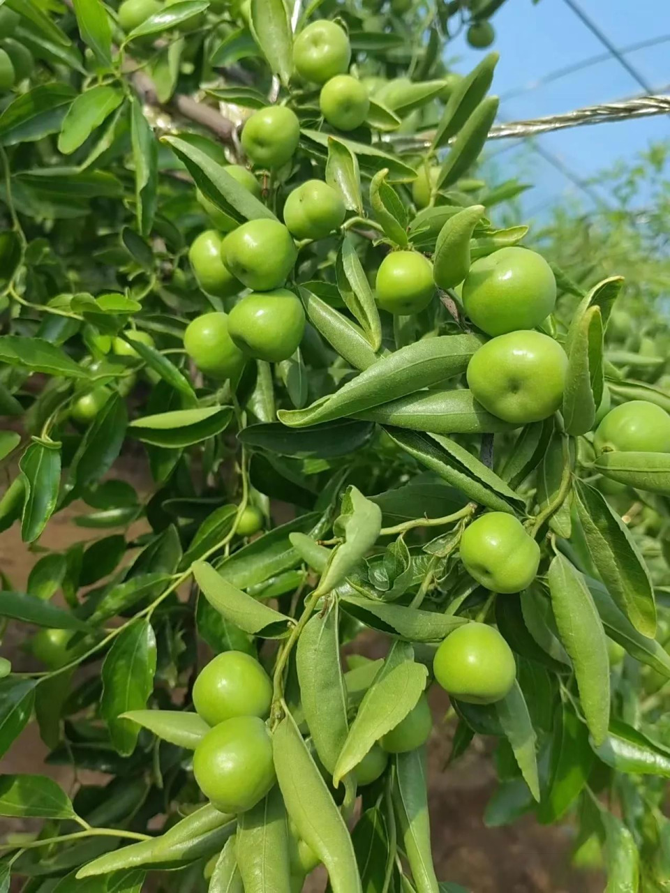 45天的龙蟠冬枣,翠绿圆润,十分诱人.摄于山西省临猗县庙上乡薛家庄村