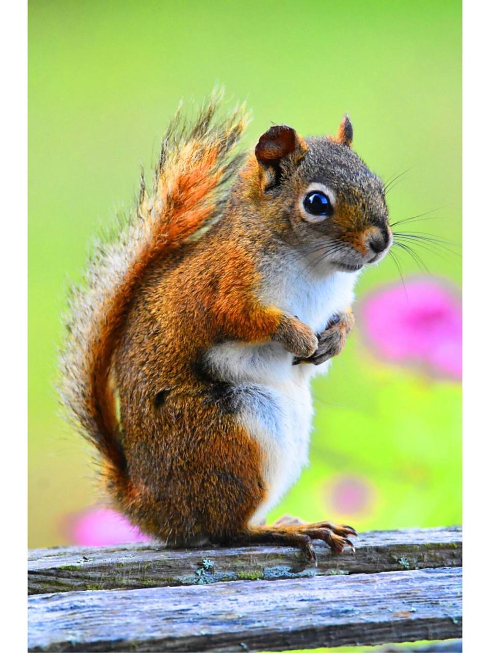 高清松鼠素材! 你想要的高清松鼠图就在这里,欢迎你来拿图!