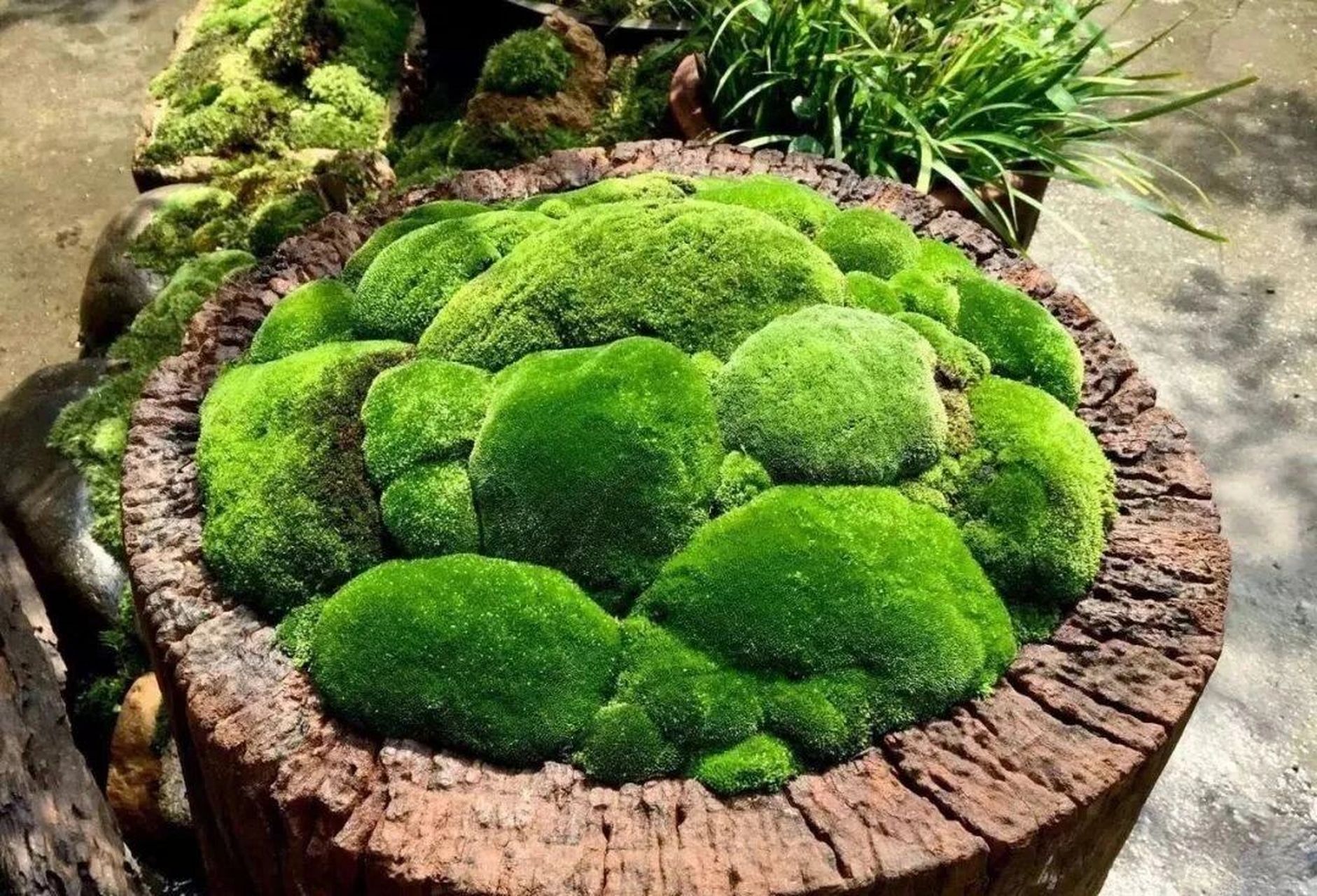 【分享】苔藓 柳宗元: 道人庭宇静,苔色连深竹.