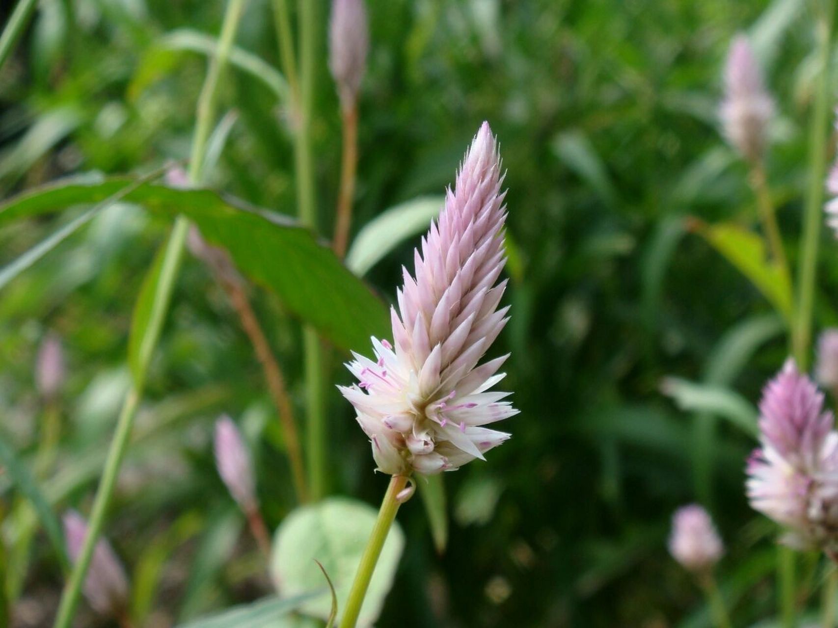 [59天]花材学名: 青葙      别名: 鸡冠苋 插花: 线条轮廓 花语: 真挚