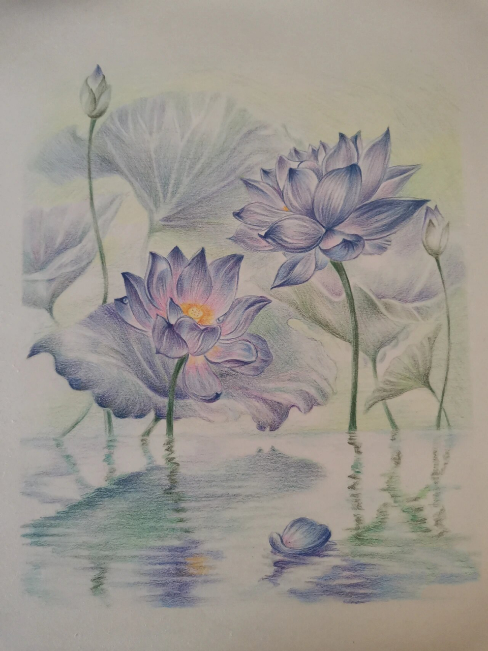 彩铅临摹:夏日荷花 磨来磨去,还是不得行.