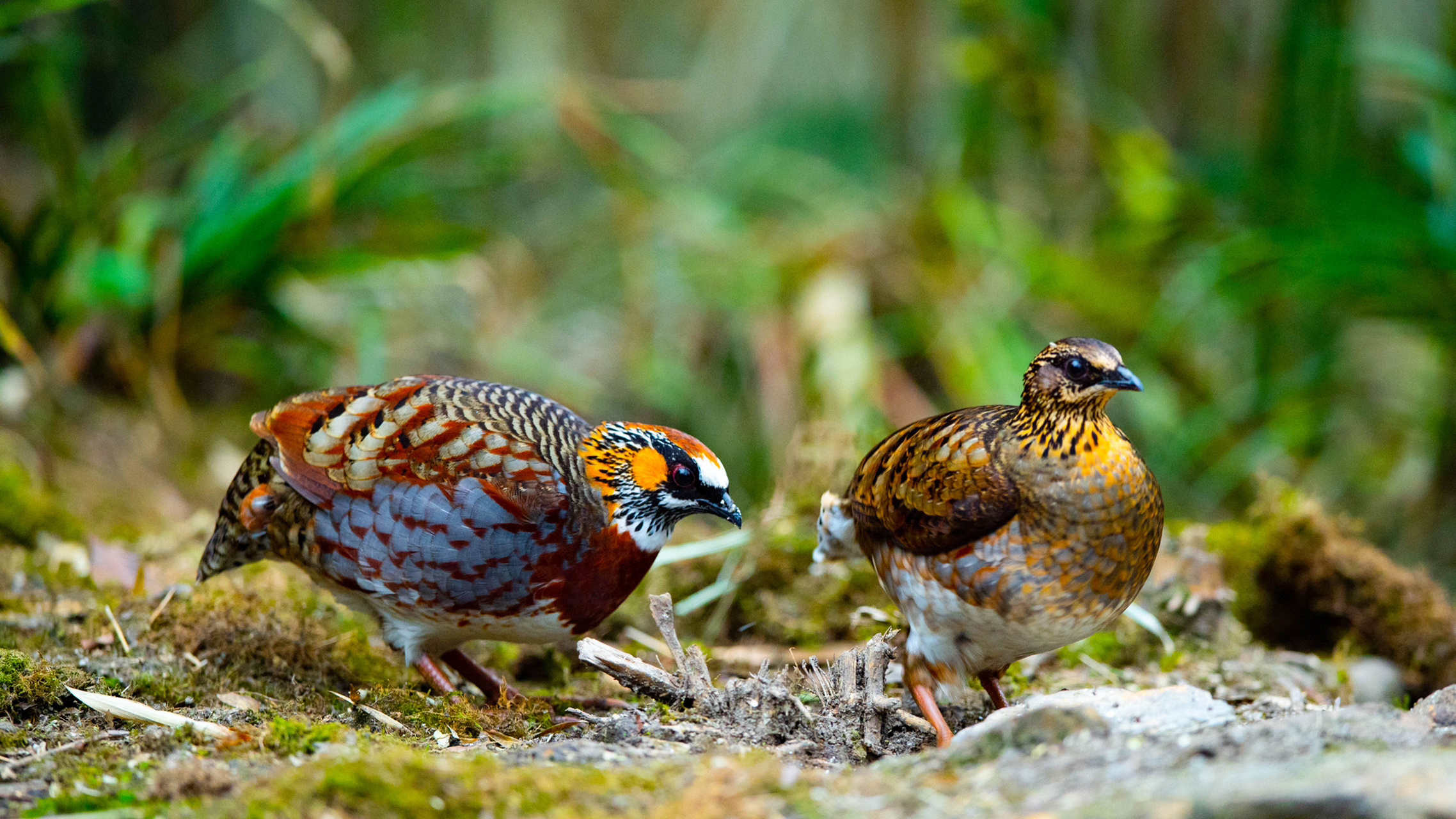 四川山鹧鸪,稀罕的很哦 今年春天拍于宜宾屏山县的大山里 这可是鸟界