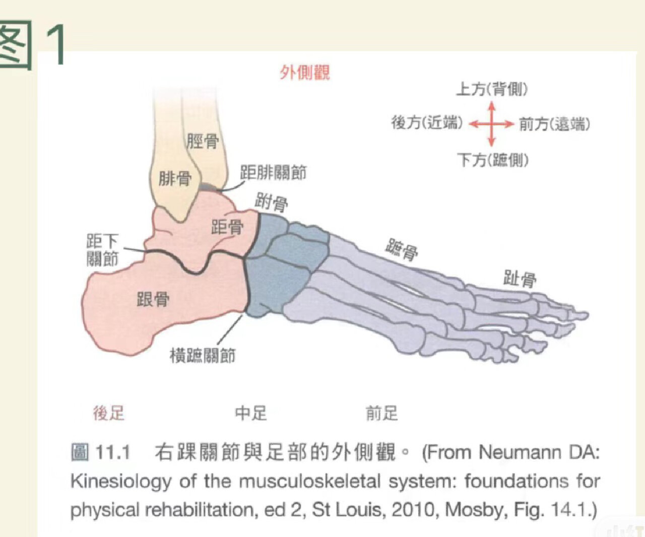 足踝关节生物力学 结构 功能 踝关节(图1) 由胫,腓骨下端关节面与距骨