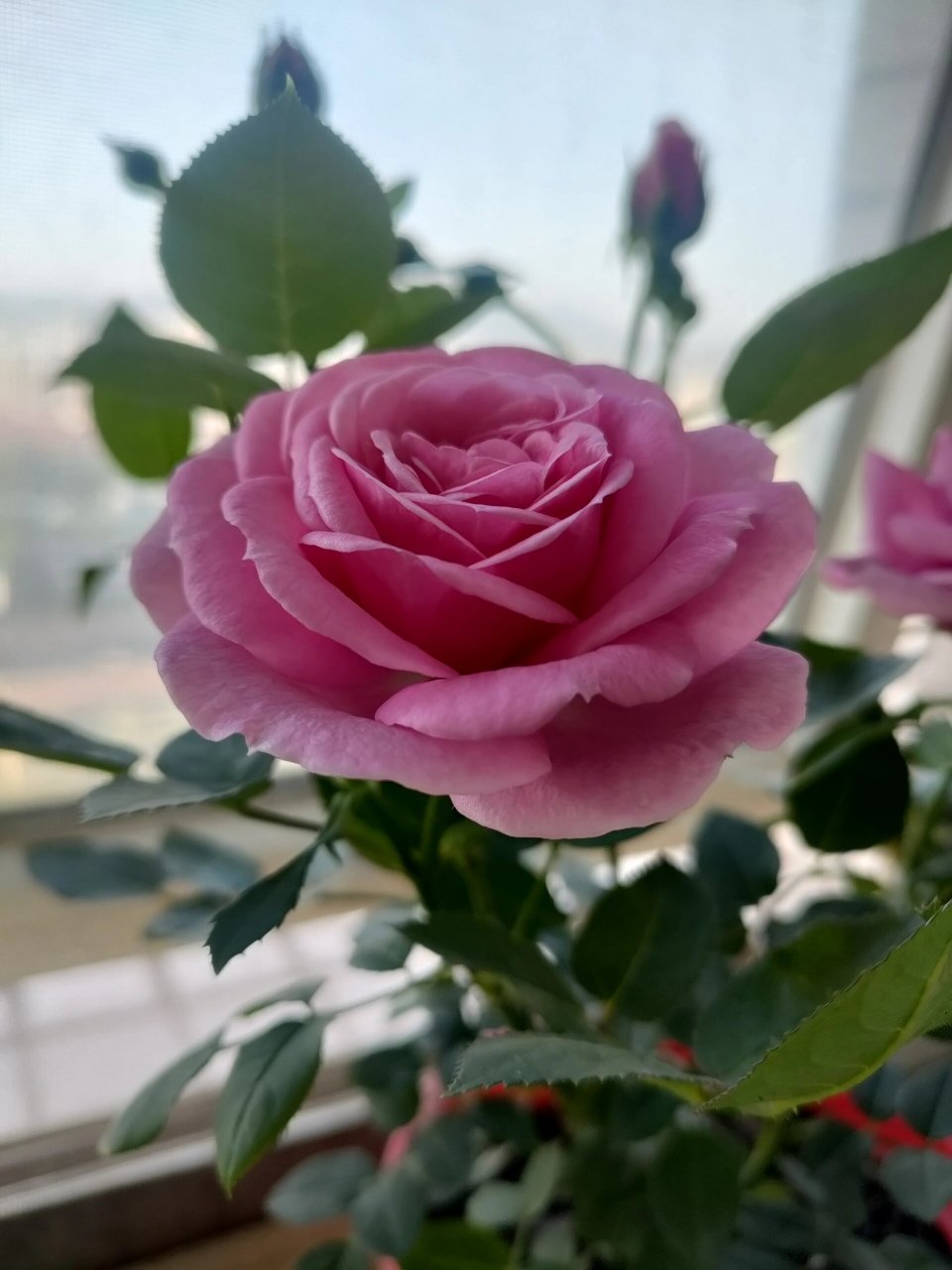 月季品种淑女 去年购于缤纷育种家,那种一盆多棵的扦插苗,都说这种多