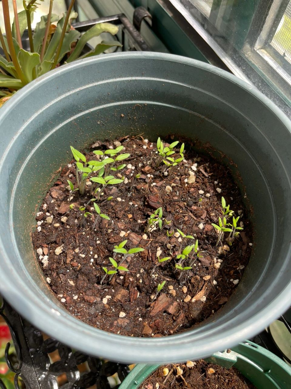 阳台种小番茄 发芽超级快啊 慢慢更新生长过程阳台种菜