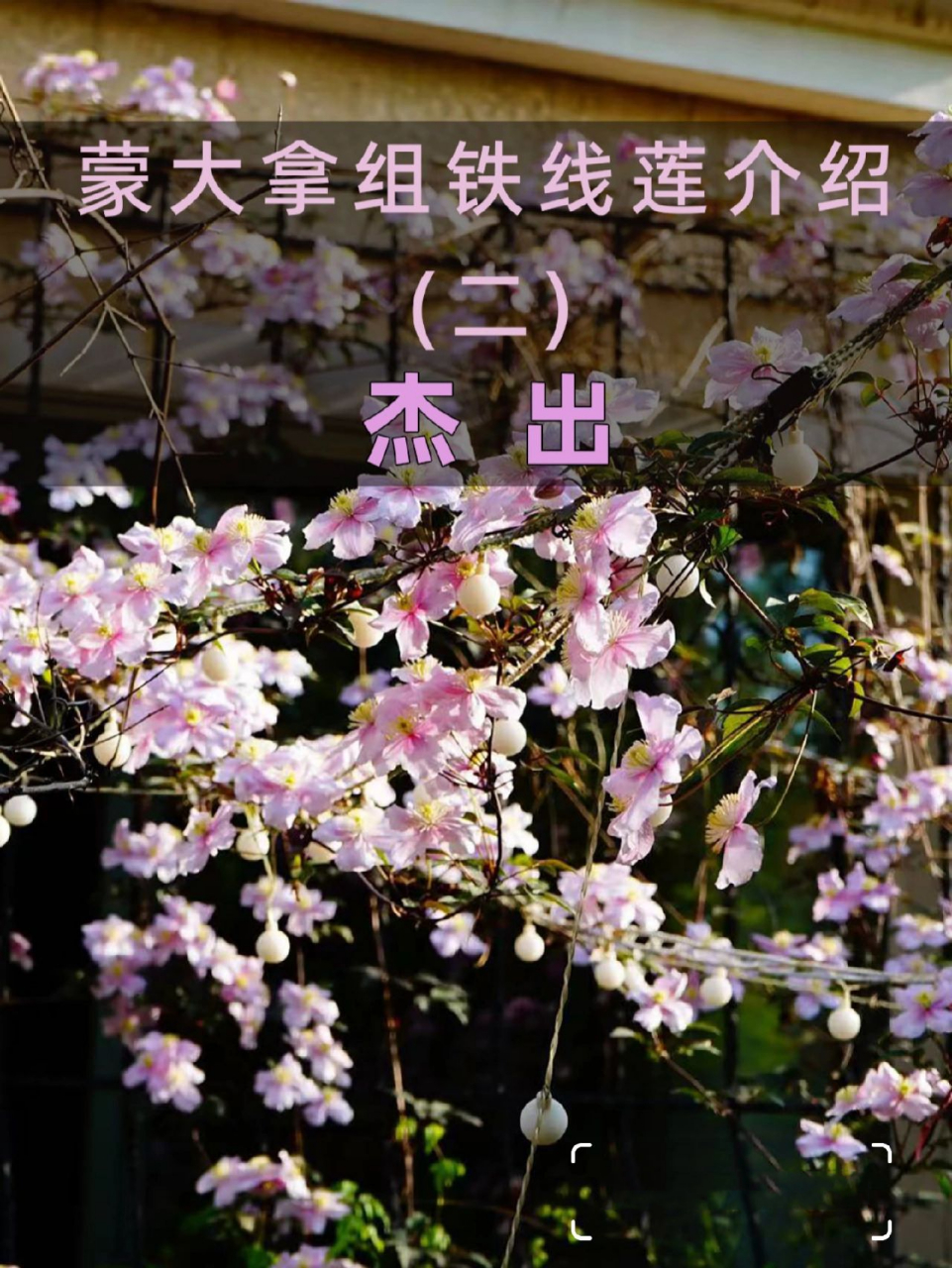 蒙大拿组铁线莲介绍(二)杰出 杰出粉白色花朵蒙大拿系列铁线莲,生长