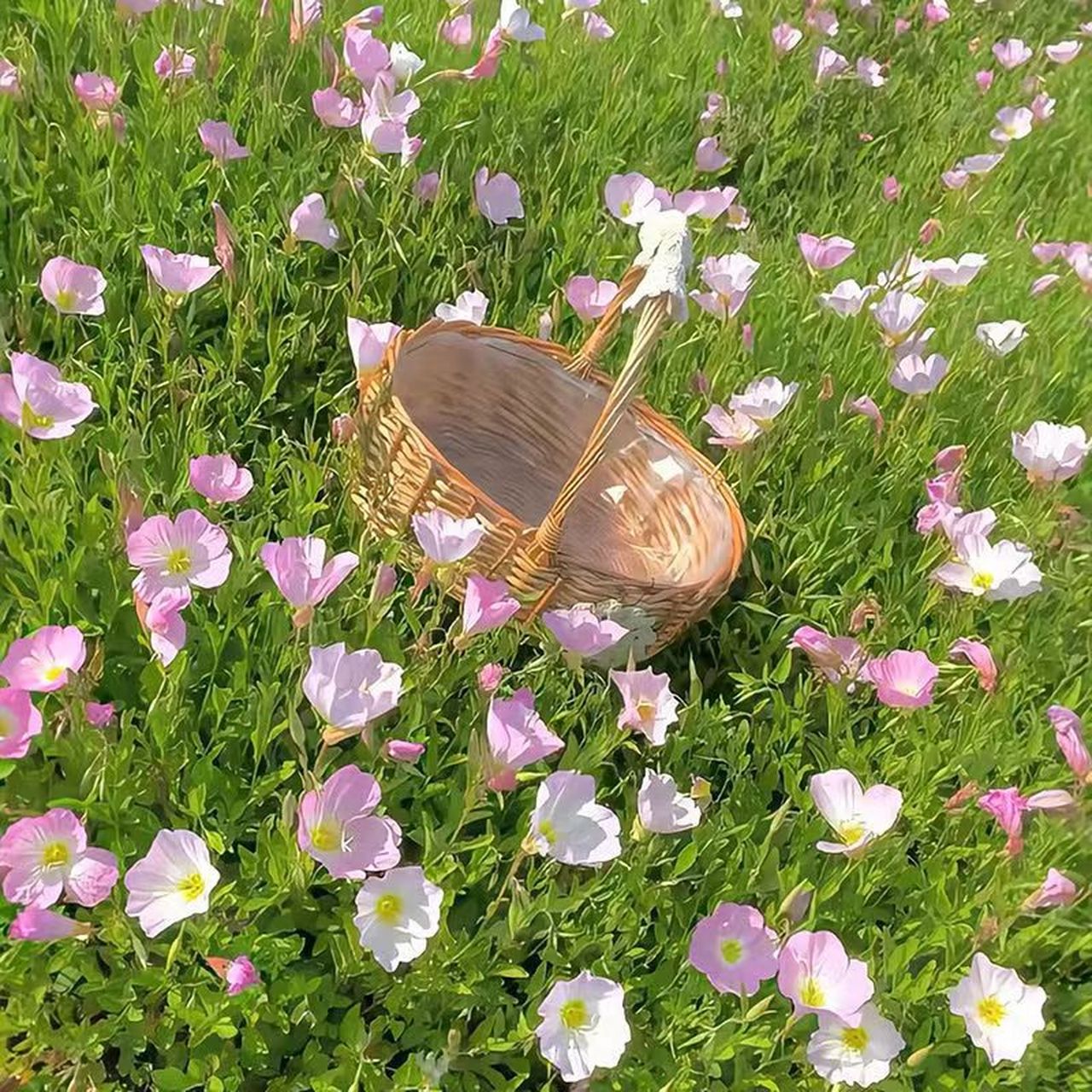 风景头像 花朵 大自然图片