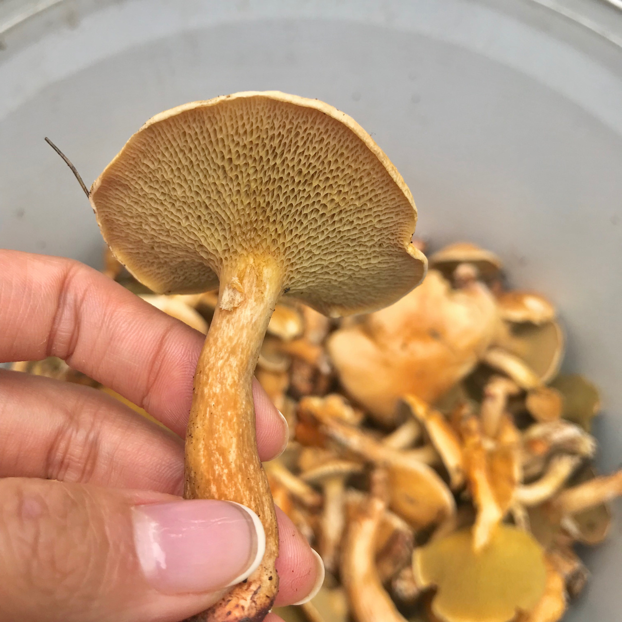 山里叫野生松毛菌96野生牛肝菌的一种 每年十～十一月初秋雨季山里