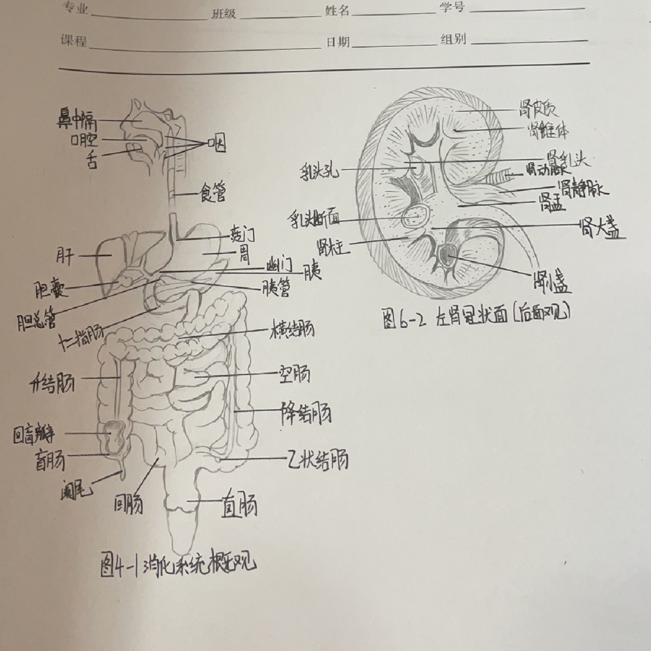 左肾冠状面 手绘图
