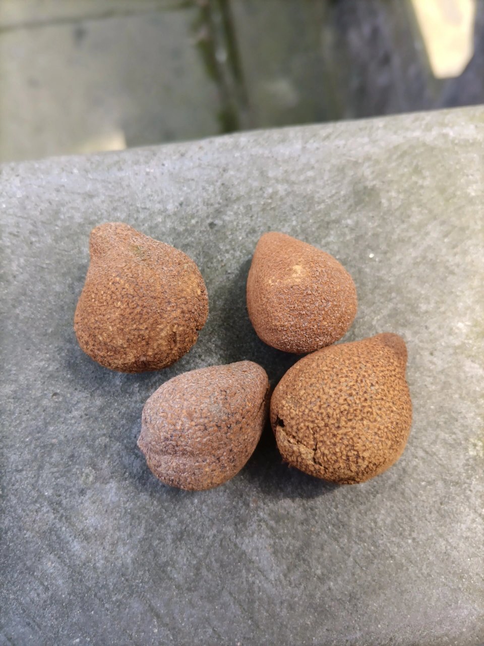 育王寺捡到七叶树的果实 昨晚深夜刷小～ 无意间看到一个小姐姐被鸽