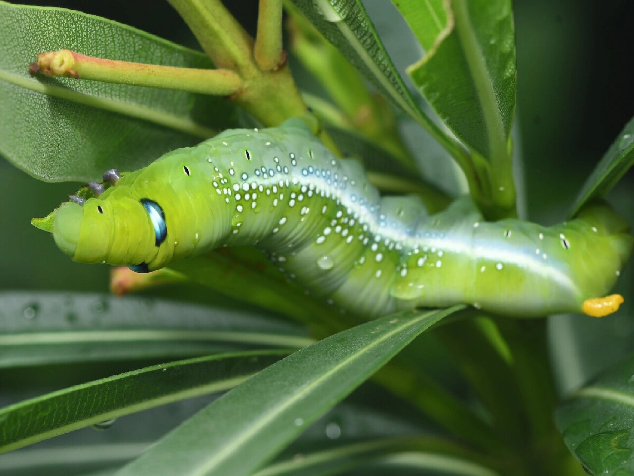 我长这么漂亮就是为了吓退你 今天分享的是夹竹桃天蛾是天蛾科白腰