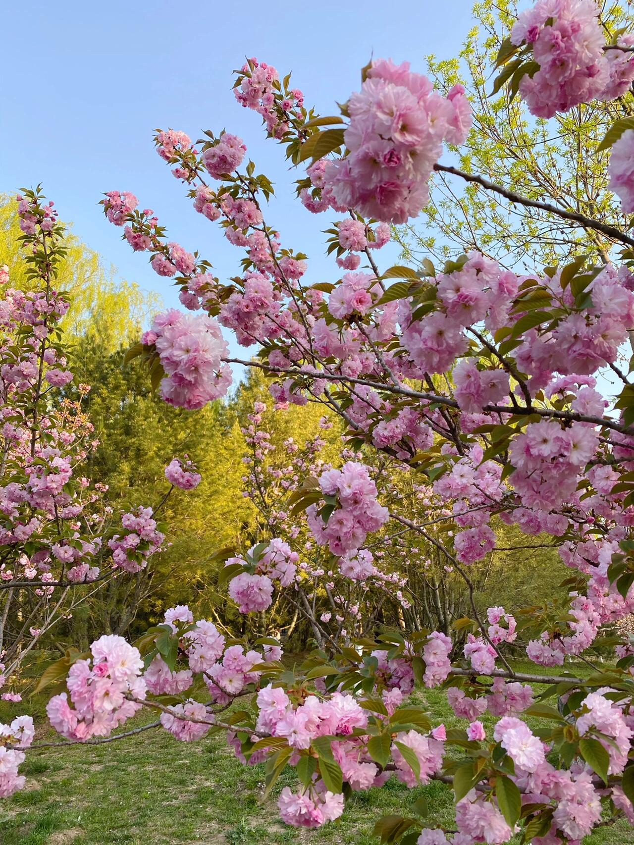 朝阳公园樱花谷