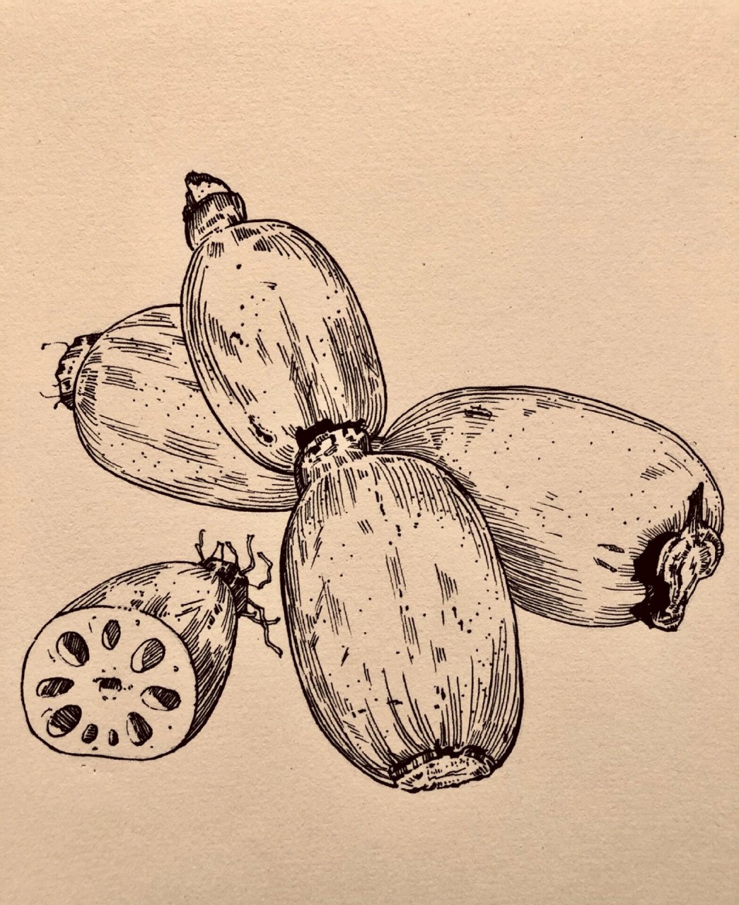 静物写生|蔬菜系列|线描莲藕(后附过程)