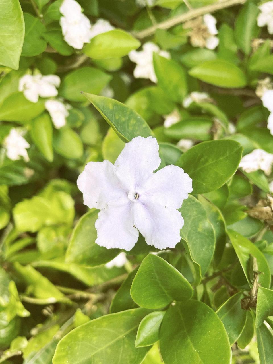 鸳鸯茉莉属图片