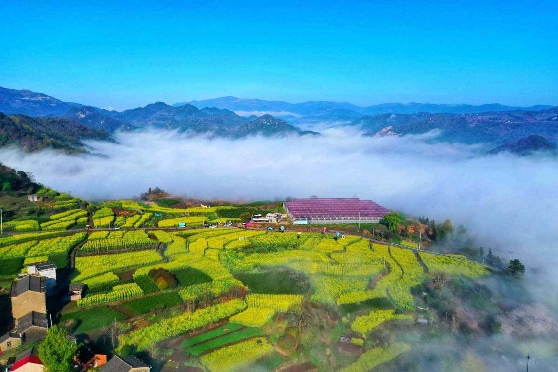 位于宁海县桑洲镇99南岭村 的油菜花 迎来了盛花期9494