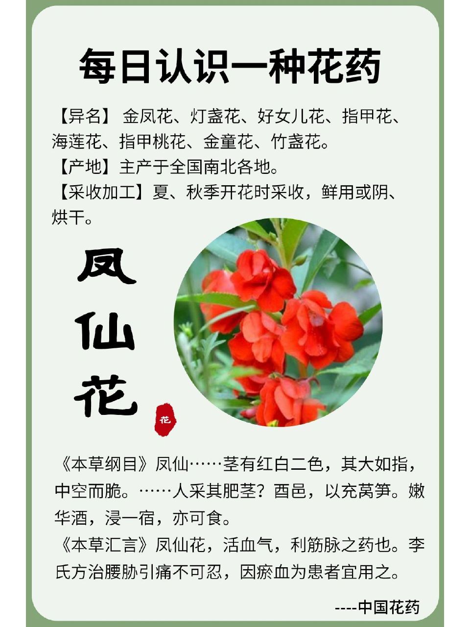【凤仙花】每日认识一种花药 药用:茎及种子入药.