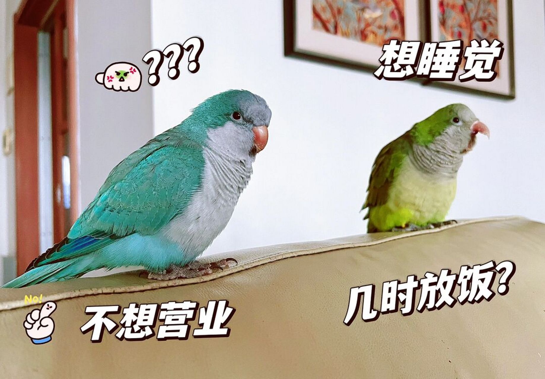 治愈系:蓝胖子和绿胖子(和尚鹦鹉)           感恩茫茫世界中我们的