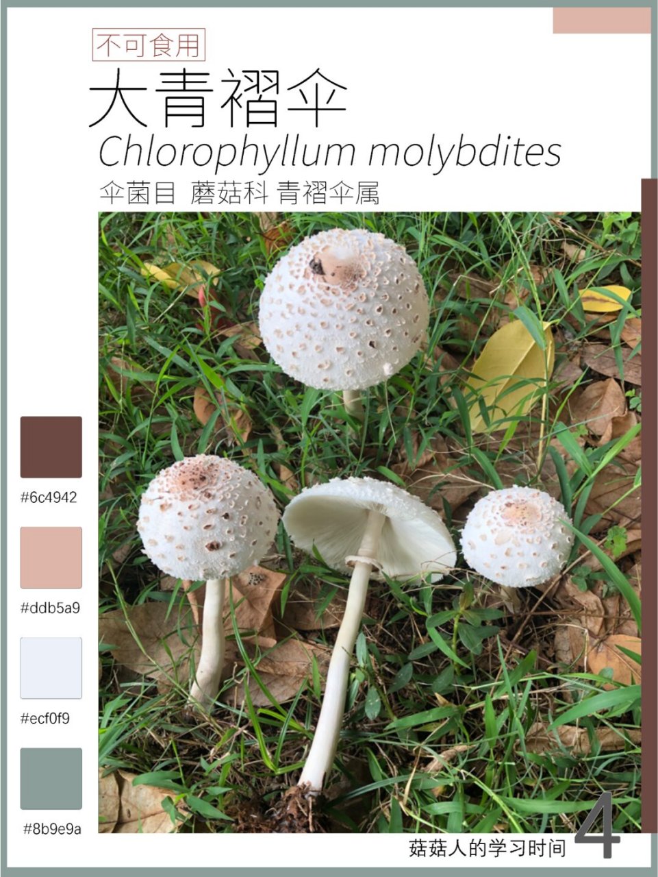 大青褶伞是剧毒蘑菇,是中国最常见和中毒事件最