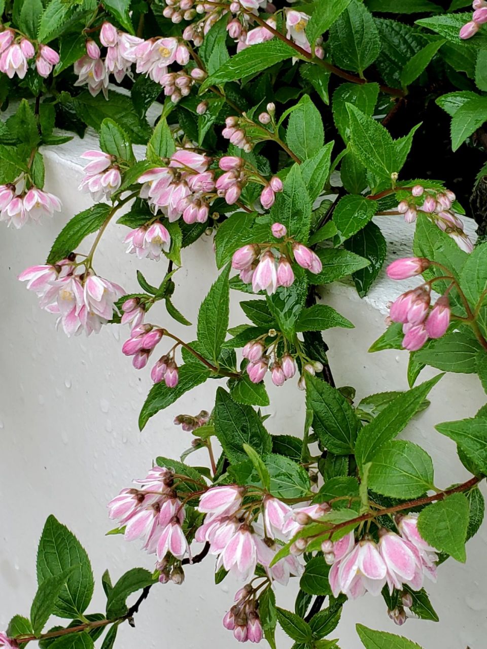 雪樱花——花池边垂吊的小小花瀑布 溲疏雪樱花,雪绒花都是偏小型的品