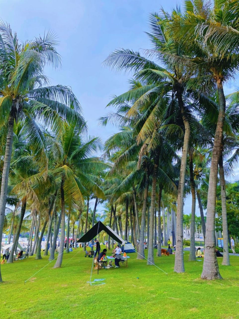 深圳欢乐海岸旁的椰林沙滩9215终于开放啦,于是今天就去打卡了!