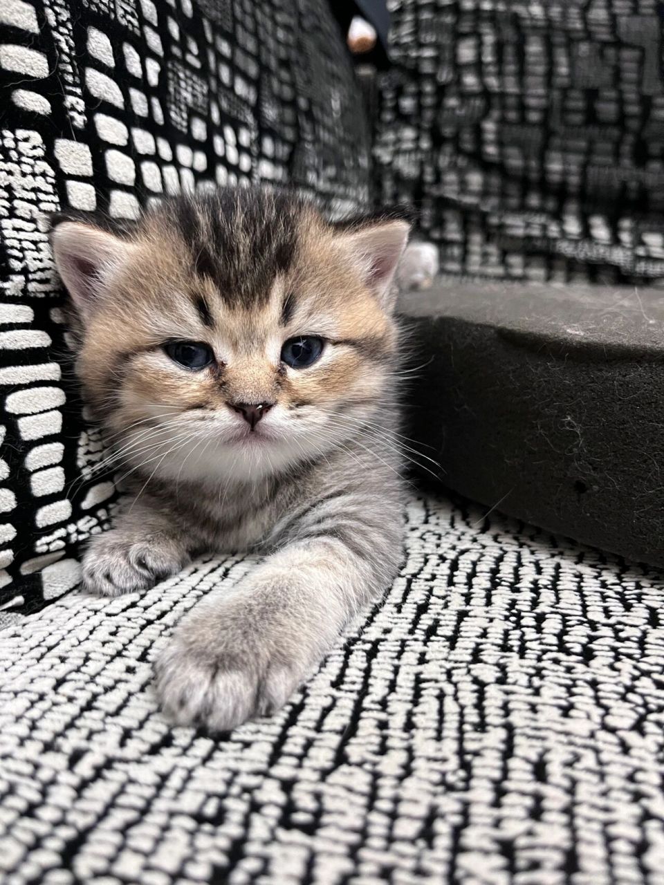 黑金渐层宝宝 我们一个月啦～ 小猫真的一天一个样,越来越好看啦!