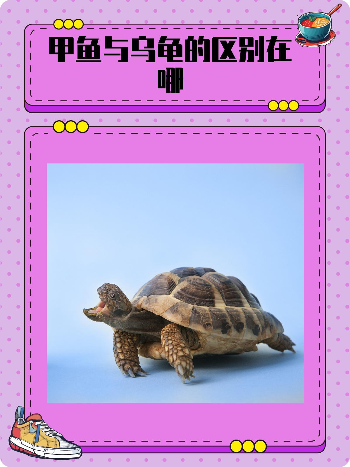 让我们一起深入了解甲鱼与乌龟的区别,探究它们各自的独特之处.