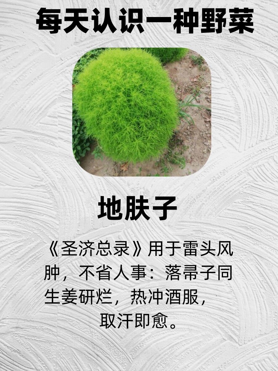 地肤子治疗肿瘤图片