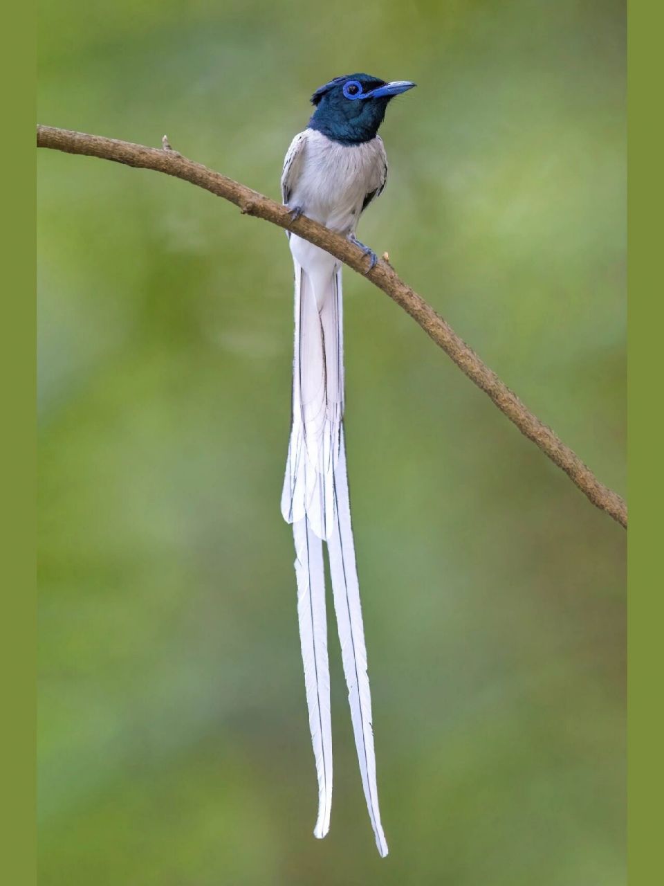 林中的白衣仙子 白色寿带鸟 原创拍摄于2022.