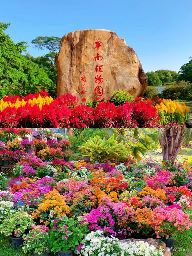 宝藏华南植物园|打卡广州华南国家植物园-凤梨园