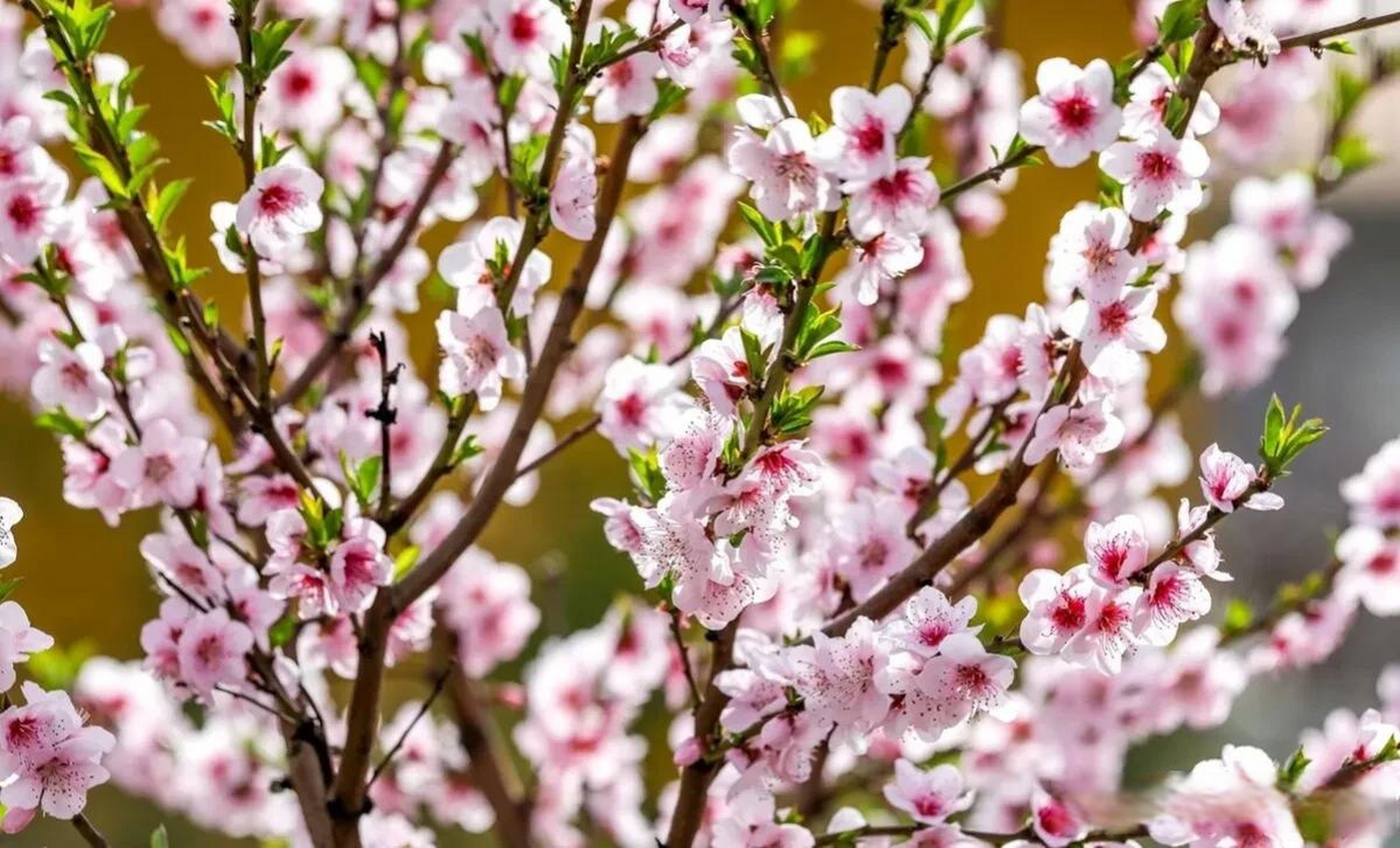 克罗地亚普拉桃花绽放粉嫩嫩得格外梦幻 当地时间2023年3月26日