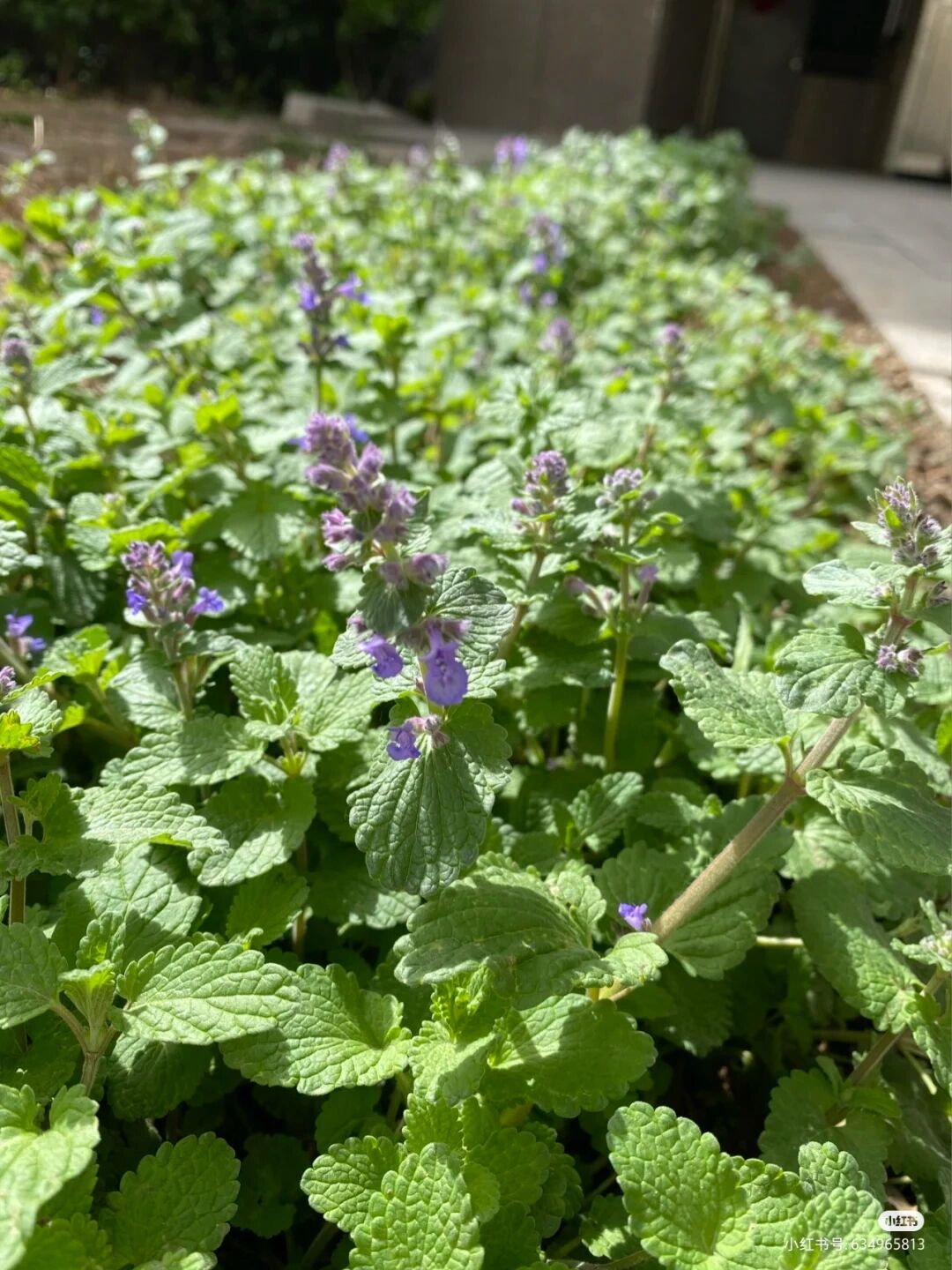 识花|猫薄荷 荆芥与猫薄荷不同.