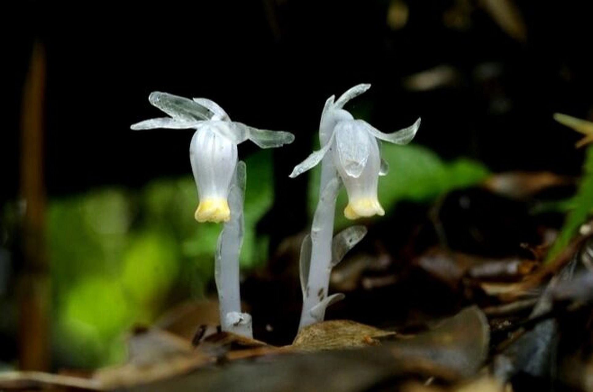 水晶兰真不错 花题材: 死亡之花—水晶兰 花语: 真诚无害,脆弱无城府.