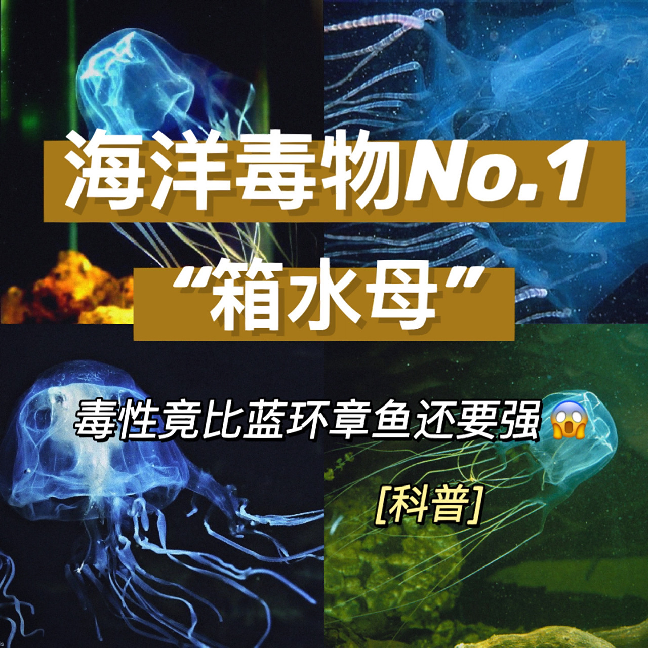 科普|比蓝环章鱼更毒的物种"箱水母" 05全球毒物榜榜首——"箱水母"